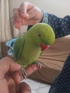 Green ring neck parrot available for sale