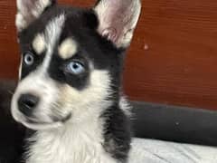 Siberian husky puppy female 3 month old