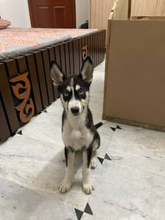 Siberian husky puppy female 3 month old