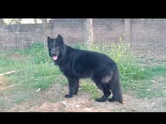 pedigree male available for stud. . .