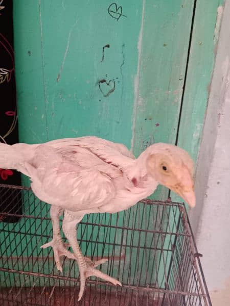 Heera white aseel chicks available 0
