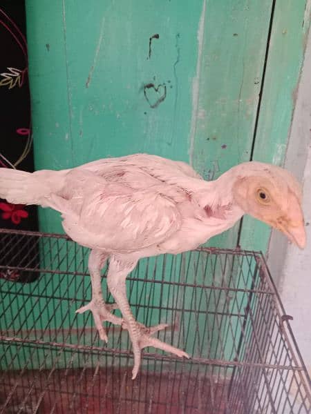 Heera white aseel chicks available 4