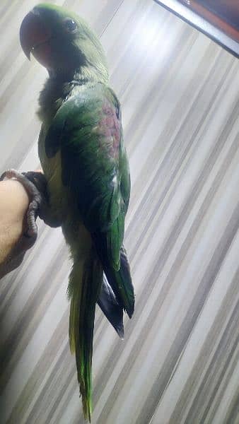 Raw parrot Hand tame bilkul ok 3