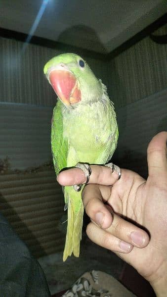 Raw parrot Hand tame bilkul ok 7