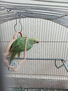 green parrot for sale