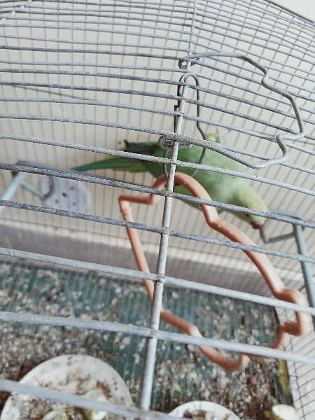 green parrot for sale 2