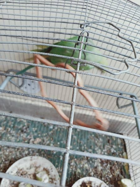 green parrot for sale 3