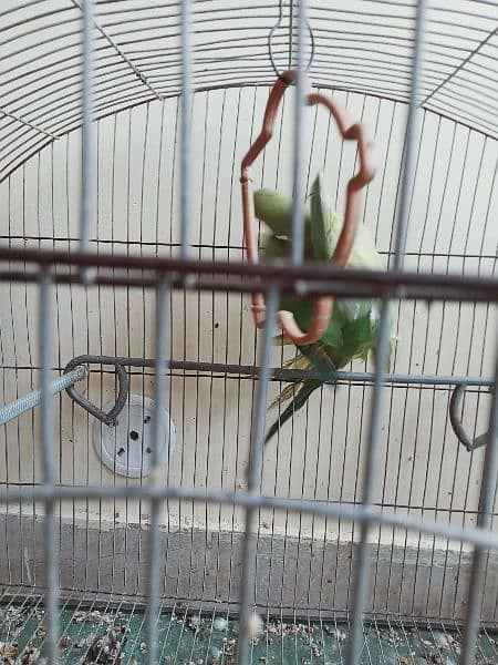 green parrot for sale 5