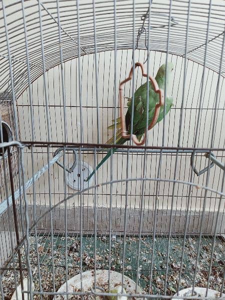 green parrot for sale 6