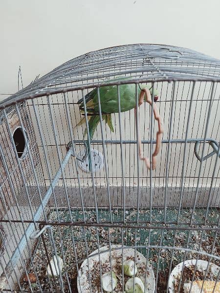 green parrot for sale 7