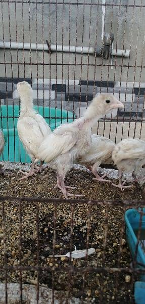 high quality heera chicks 2