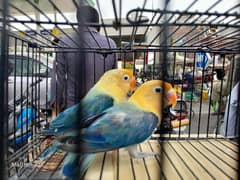 Some love Birds Breeder For Sale
