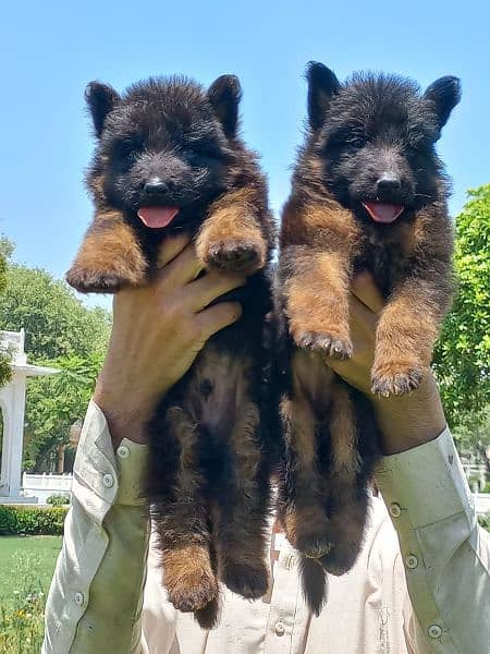 German Shepherd long coat pair 2 month for sale 3