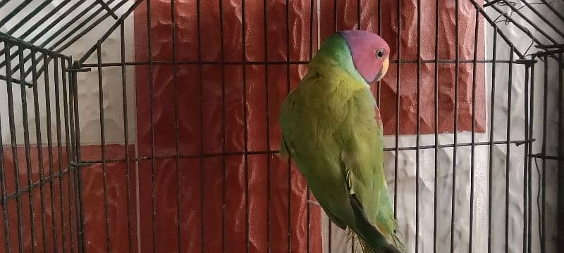 Plum-headed parakeet 0