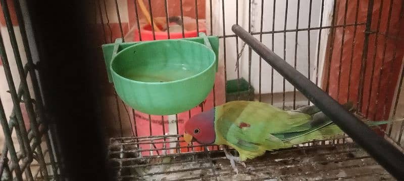 Plum-headed parakeet 2