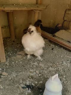 silkie breeder pair available imported breed 5 fingers