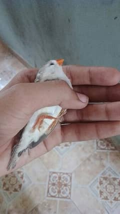 finches for sale