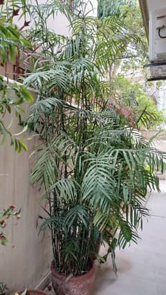 Bamboo Palm