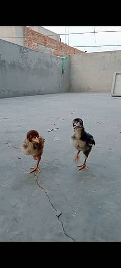 Aseel Thai chicks