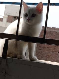 white pure persian cat fully trained