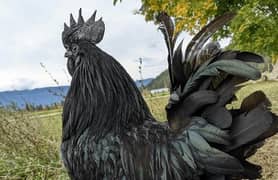 Ayam Cemani Male for Sale