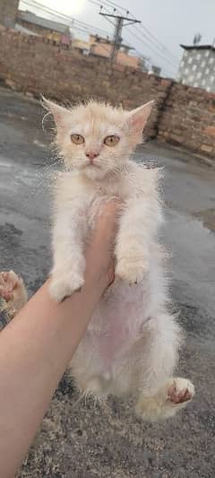 6 month old kitten pure Persian breed