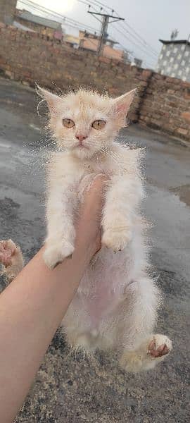 6 month old kitten pure Persian breed 0
