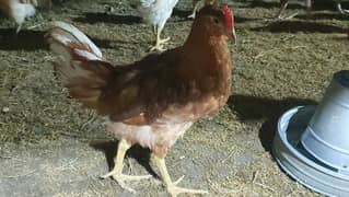Lohmann brown cock