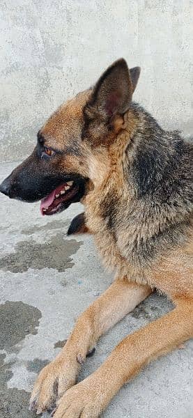 German shepherd breeder female 0