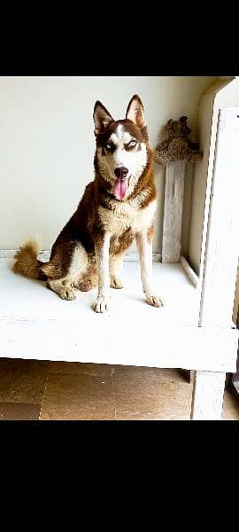 13 month huskey male dog 1