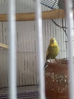 budgie perrot