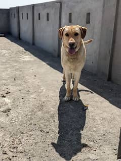 Labrador Dog