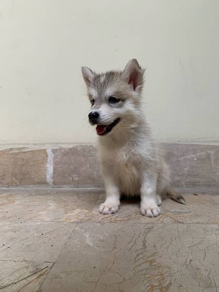 Husky puppies 1