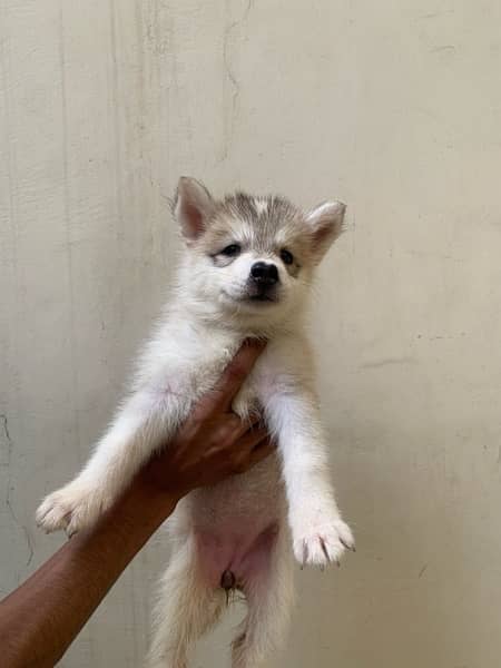 Husky puppies 3