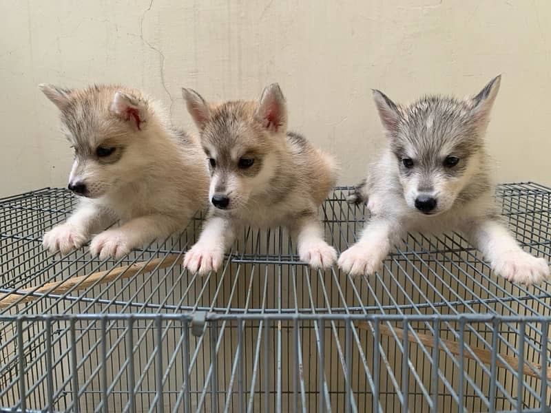 Husky puppies 7