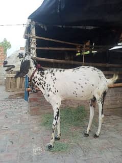 goat for sale only 60000. Rs