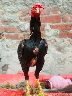Pure Aseel Saja Banka Rooster for Sale
