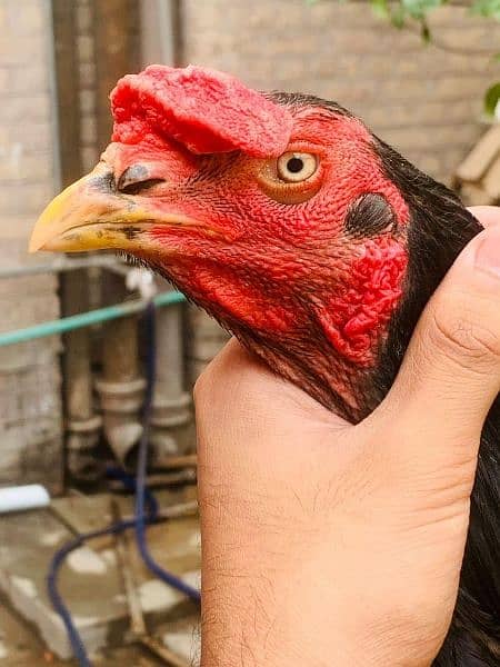 Pure Aseel Saja Banka Rooster for Sale 1