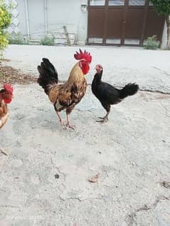 6 Hens with 1 Cock