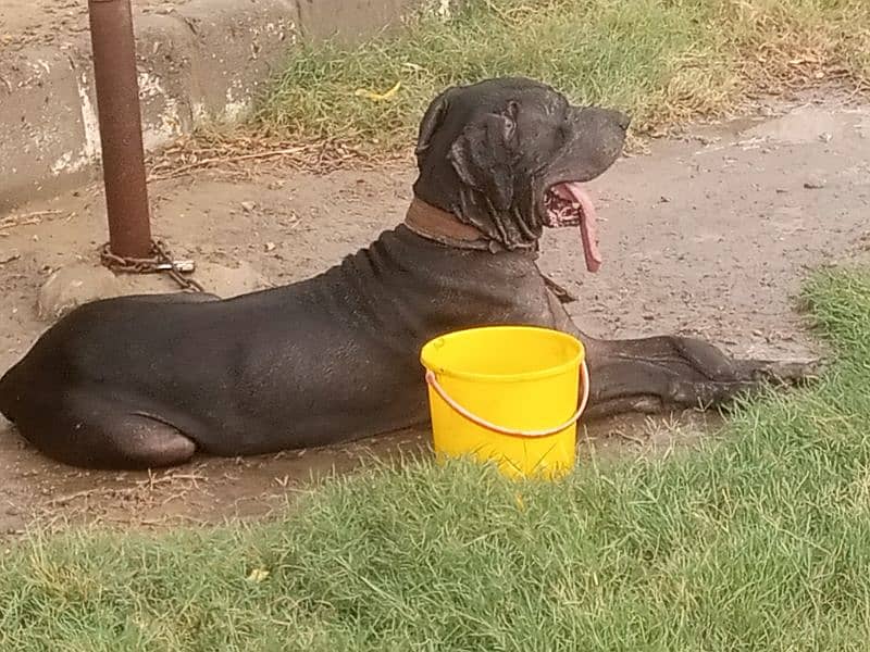 Great Dane ki female breedar h 0