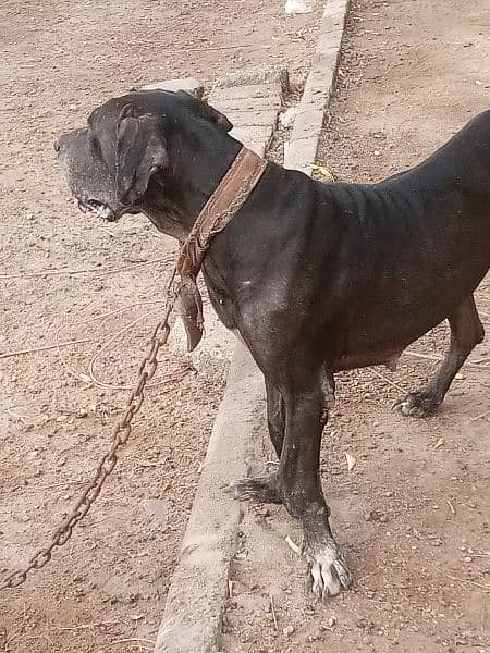 Great Dane ki female breedar h 4