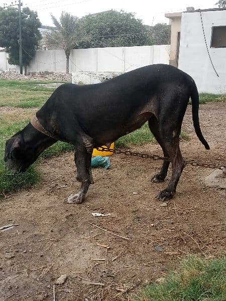 Great Dane ki female breedar h 5