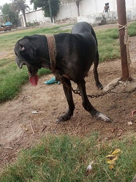 Great Dane ki female breedar h 9