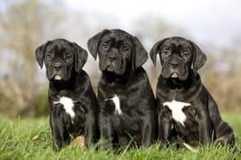 cane Corso puppies available looking for a new home