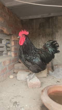 Heritage Australorp king size and chicks