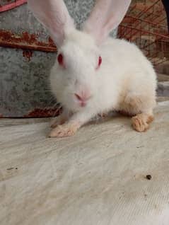 red eyes rabbits