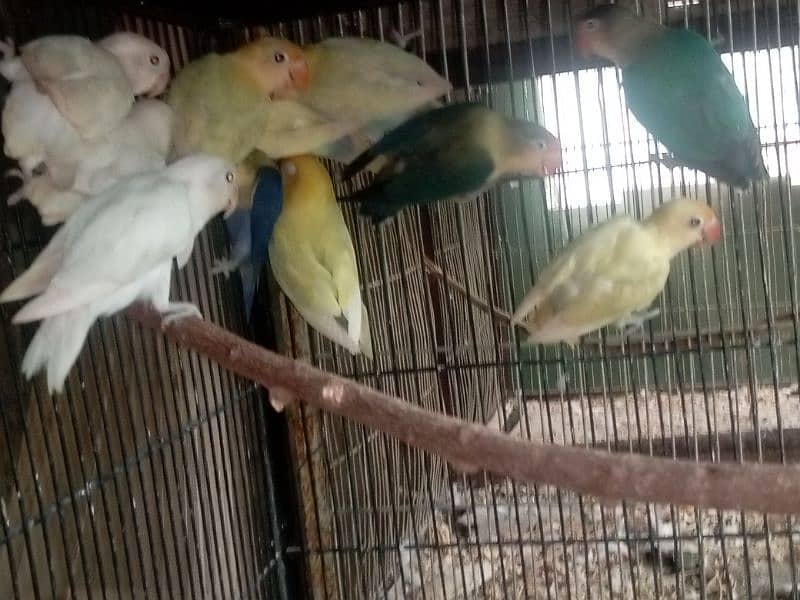 Parblue Pastelino / Albino Split red eye and Budgies/ bajri parrot 4