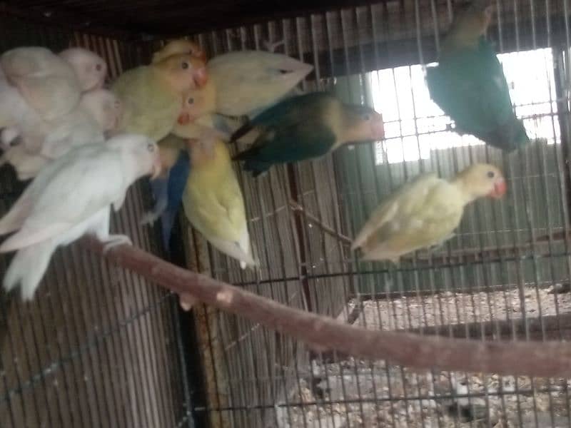 Parblue Pastelino / Albino Split red eye and Budgies/ bajri parrot 6