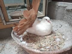 English fantail laka pigeon breeder piar