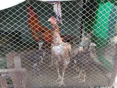 Aseel pair & 4 chicks